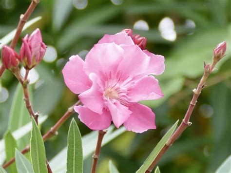 夾竹桃 有毒|夾竹桃は強い毒を持つ！毒の致死性・危険性と生育の。